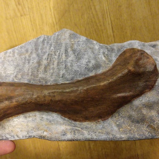 bébé parasaurolophus de l'humérus divers la numérisation du crétacé squelette os fossile le bras hadrosaur dinosaure 3D print model - Mito3D