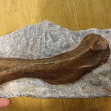 baby parasaurolophus humerus various scan cretaceous skeleton bone fossil arm hadrosaur dinosaur