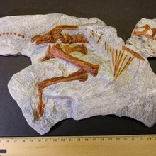 baby parasaurolophus skeleton various dinosaur hadrosaur arm fossil bone cretaceous scan 3d print model - Mito3D