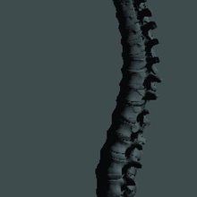 spina dorsale colonna 3d print model - Mito3D