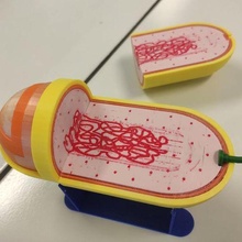 bakteri gülmek gram mıknatıs manyetik olumsuz mikrobiyoloji öğrenme 3d print model - Mito3D