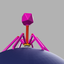 bacteriophage assemble gadget virus bacteria 3d print model - Mito3D