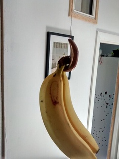 hanga banane cuisine dîner manger chambre 3d print model - Mito3D