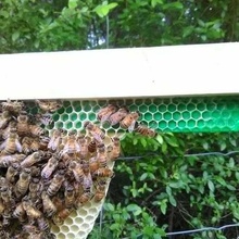 Barra colmeia Fundação iniciante Apicultura abelha favo mel topo jardim_ ar livre 3d print model - Mito3D
