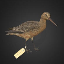 bar-barge rousse kaka divers d'oiseaux 3d-scan nz la nouvelle-zélande musée 3d print model - Mito3D