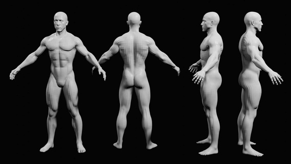 base humano mallas regular cuerpo tipo 3d print model - Mito3D
