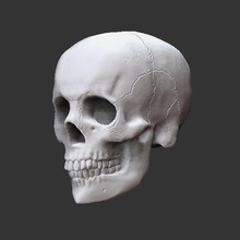 basic crane art ornament skeleton skull dead dark decoration medicine human 3d print model - Mito3D