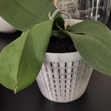 sepet kafes örgüsü saksı orkide ev pot alışveriş sepeti kap 3d print model - Mito3D