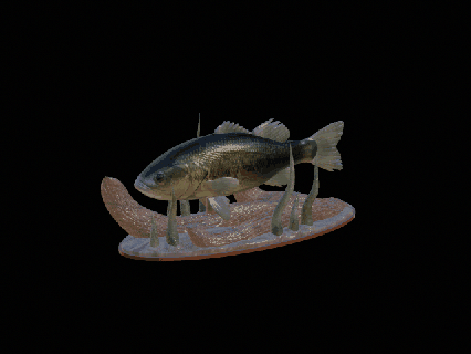 bass 20 underwater statue detailed texture 3d printing totem perch zander dorado carp catfish pike trout tuna salmon fish fishing lure bait sea animal decoration shark 3d print model - Mito3D