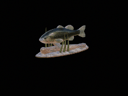 bass underwater statue detailed texture 3d printing totem perch zander dorado carp catfish pike trout tuna salmon fish fishing lure bait sea animal decoration shark 3d print model - Mito3D