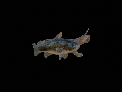bas su heykel duvar detaylı doku 3d baskı totem levrek zander Dorado sazan kedi balığı turna alabalık Tuna Somon balık Balık tutma cezbetmek yem deniz hayvan dekorasyon Köpekbalığı 3d print model - Mito3D