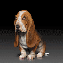 basset hound sitting pose -stl & vrml color format - hush puppy dog breed 3d print model bassethound -3d animal pet 3d print model - Mito3D