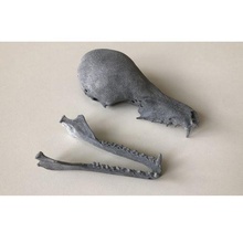 bat skull + jaw animal biology bone animals bones batman 3d print model - Mito3D