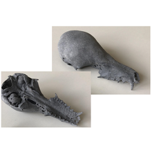bat skull - animal biology bone animals bones batman 3d print model - Mito3D