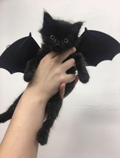 batcat wings halloweens toy pet dog kitten puppy puppies cat chickens animal cosplay cute diy cape wing collar bat vampire ghost scary 3d print model - Mito3D