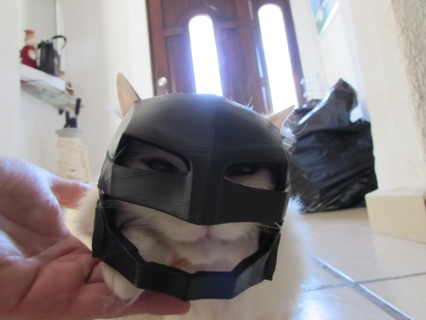 batman casco felinos gatos gato muercielago juguetes gatito animales murciélago hombre 3d print model - Mito3D