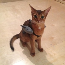 battle kitten ayumi fashion cat costume 3d print model - Mito3D