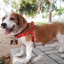 beagle-Modell Schlüsselanhänger Namensschild gadget tag name keychain Niedlich Hunde Hund Haustiere beagle pet Tier 3d print model - Mito3D