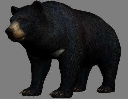 Urso ursos animal 3d print model - Mito3D