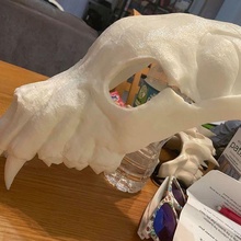 bear skull mask animal remains bones 3d print model - Mito3D