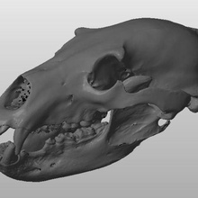 bear skull various animal bone 3d print model - Mito3D