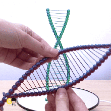 lindo pontes DNA 3d print model - Mito3D
