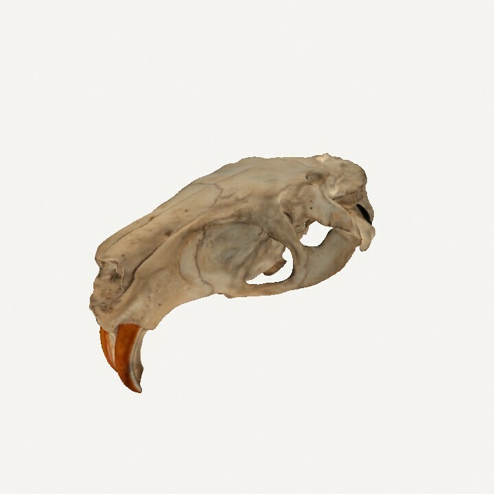 castoro cranio 3D print model - Mito3D