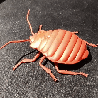 bed bug insect insect bed bug bed bugs bedbug paris france  3d print model - Mito3D