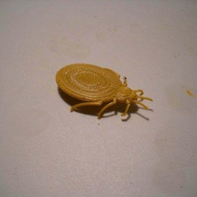letto bug biologia 3d print model - Mito3D