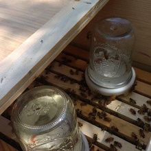abelha alimentador de anel a arte criaturas mel abelhas colmeia 3d print model - Mito3D