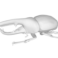 beetle genus dynastes lamellar family 3d print model - Mito3D