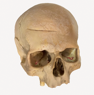 detallado homo sapiens cráneo gratis 3d print model - Mito3D