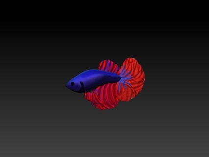 betta pesce animali domestici 3d print model - Mito3D