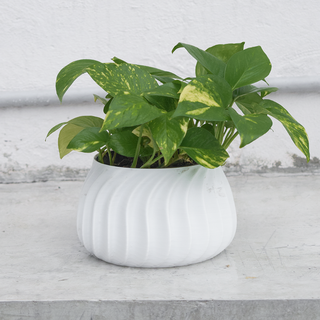 bhoya vase mode planteur pot 3d print model - Mito3D