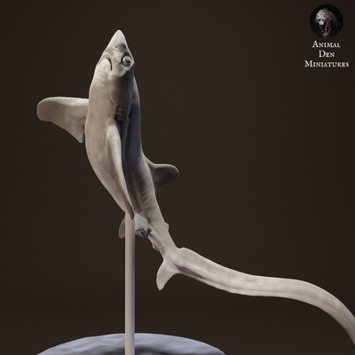 grande ojo trilladora tiburón saltar animal compañero pez oceano agua salvaje fauna silvestre criatura realista escultura figurilla figura miniatura 3d print model - Mito3D