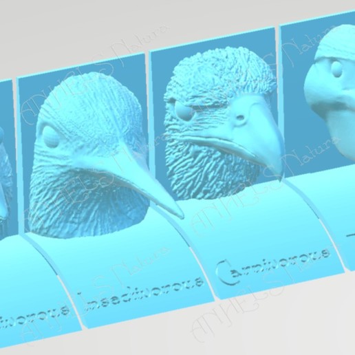 oiseaux becs régimes la langue anglaise jeu l'aigle pelican le flamenco chardonneret élégant de ruche pics régime alimentaire les aliments didactique d'enseignement science animaux carnivore insectivore granivores piscivores filtre 3D print model - Mito3D
