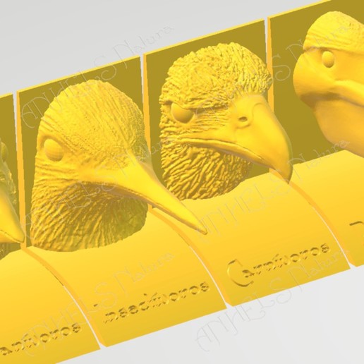 uccello becco diete lingua spagnola gioco filtro piscivori granivori insettivoro carnivoro animali scienza educativi didattica mangimi dieta picchi alveare cardellino il flamenco pelican aquila uccelli 3D print model - Mito3D