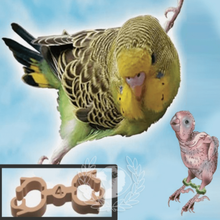 bird bracelet splayed leg treatment parakeets double twisted 3d print model - Mito3D