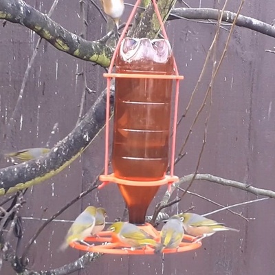 pássaro néctar alimentador coberto tigela projeto casa doce água 3d print model - Mito3D