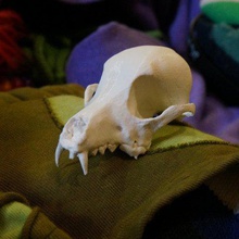 bitey dog skull game animals skeleton scan nature canine biology agisoft photoscan 3d 3d print model - Mito3D