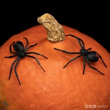 aranha viúva negra gadget tpu redback a decoração de halloween o dia das bruxas 3d print model - Mito3D