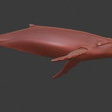 blu megattera gioco animali balena pecore mare la scultura pirati dei caraibi modelforprint marino mamal pesce figura bluewhale animale 3dprint 3dmodel humpbackwhale 3d print model - Mito3D