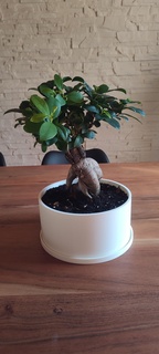 bonsai plantador + plato maceta bonsai maceta casa decoración planta maceta maceta 3d print model - Mito3D