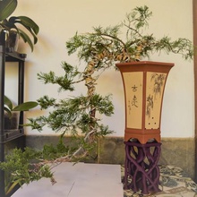 bonsai radice tabella di visualizzazione stand casa root espositore pot vaso fiori 3d print model - Mito3D