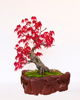 bonsai calcolo pentola casa albero fiore roccia vaso fiori 3d print model - Mito3D