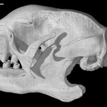 bradypus variegatus bradipo tridattilo cranio vari 3d print model - Mito3D