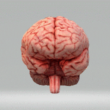brain art medicine 3d print model - Mito3D