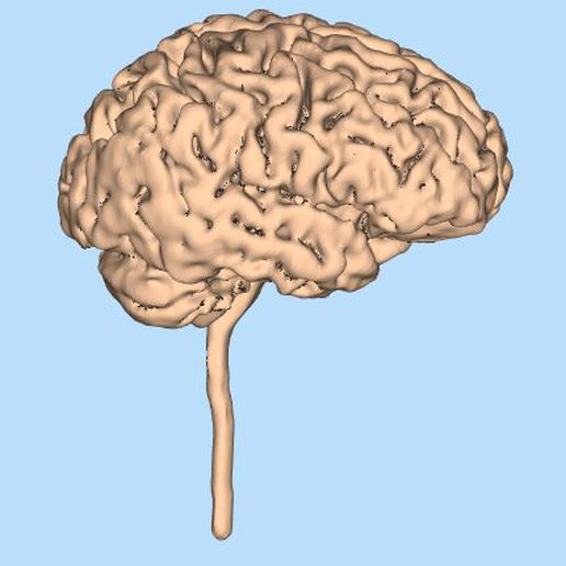 cérebro cerebelo Ciência 3D print model - Mito3D