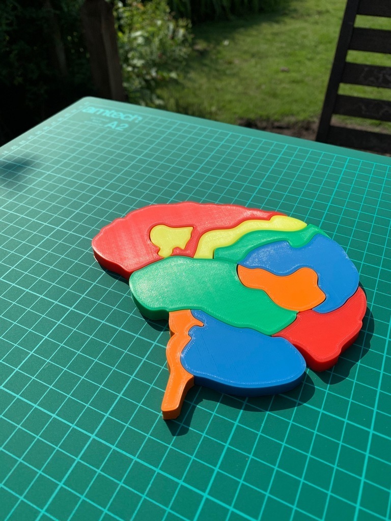 cérebro anatomia enigma biologia 3D print model - Mito3D