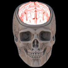 brain halloween art lighting brains box skull candy decoration esotericism pentacle rune 3d print model - Mito3D